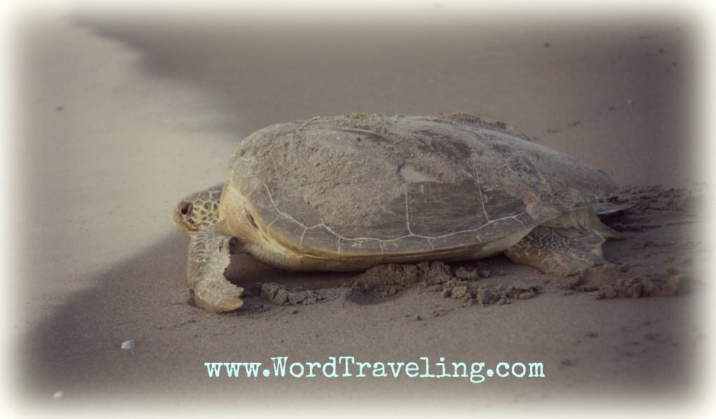 sea turtle WordTraveling.com