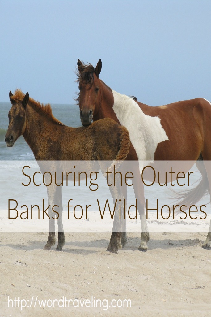 Scouring the Outer Banks for Wild Horses https://wordtraveling.com Hear how Wendy and her family adventured with Wild Horse Adventure Tours as a part of a weekend #travel vacation! 