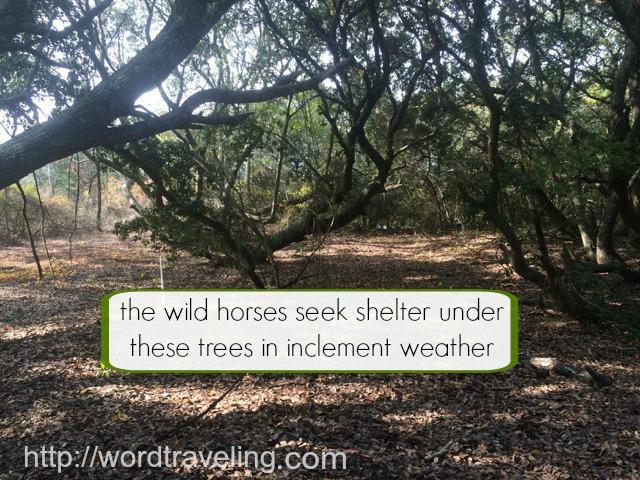 Scouring the Outer Banks for Wild Horses https://wordtraveling.com Learn all about the adventure of seeking wild horses in the Outer Banks of North Carolina!