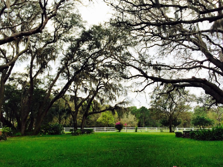 Dreaming of Getting our Family Back into Nature in Ocala/Marion County ...