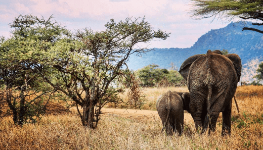 elephants, africa, missionary